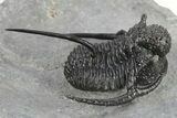 Spiny Cyphaspis Trilobite - Ofaten, Morocco #245924-3